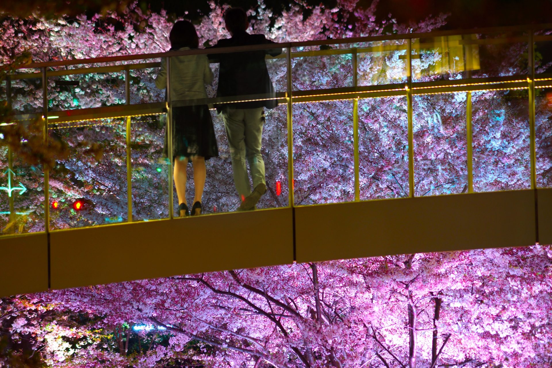 Đôi tình nhân đang thưởng hoa trên cầu Sakura-bashi