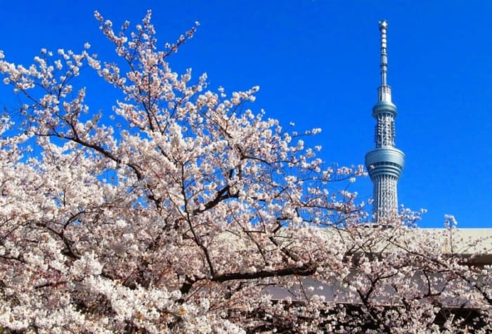 Hoa anh đào và Tháp Tokyo Sky Tree