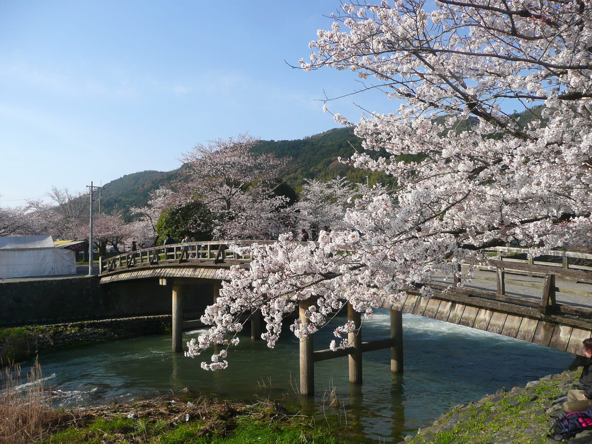 Hoa anh đào nở rộ luôn là cảm hứng vô tận cho người yêu thích văn hóa Nhật Bản. Sắc hồng tươi sáng, tinh khiết khi vừa mới nảy nở hoa, và phủ kín những ngả đường trên khắp đất nước Nhật Bản. Hãy cùng thưởng thức hình ảnh đẹp và cảm nhận sự tươi mới của hoa anh đào nở rộ.