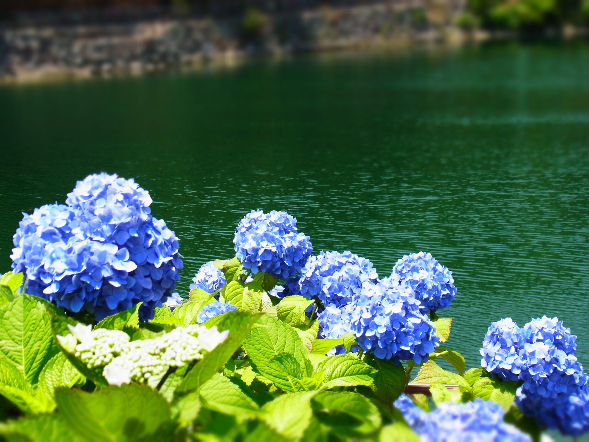 Hoa cẩm tú cầu là loài hoa đẹp và độc đáo với màu sắc rực rỡ. Hãy cùng chiêm ngưỡng hình ảnh tuyệt đẹp của hoa cẩm tú cầu và cảm nhận sự xuất sắc của thiên nhiên.