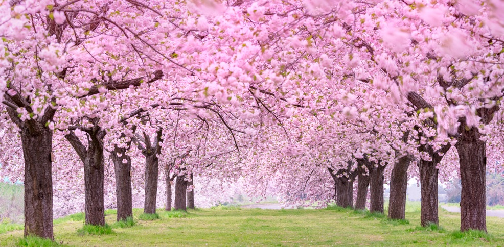 Top 10 điểm ngắm hoa anh đào rực sắc bạt ngàn ở vùng Hokkaido (2020) |  WAppuri