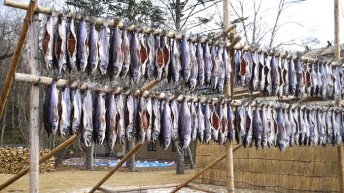 Người Ainu phơi khô cá hồi làm nguồn thực phẩm dự trữ cho mùa đông