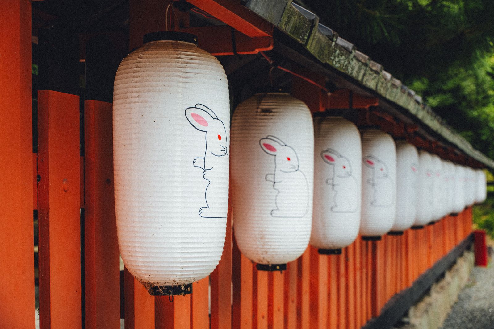Dãy đèn lồng giấy trắng vẽ hình thỏ treo trên hàng rào gỗ cam ở một ngôi đền Nhật Bản