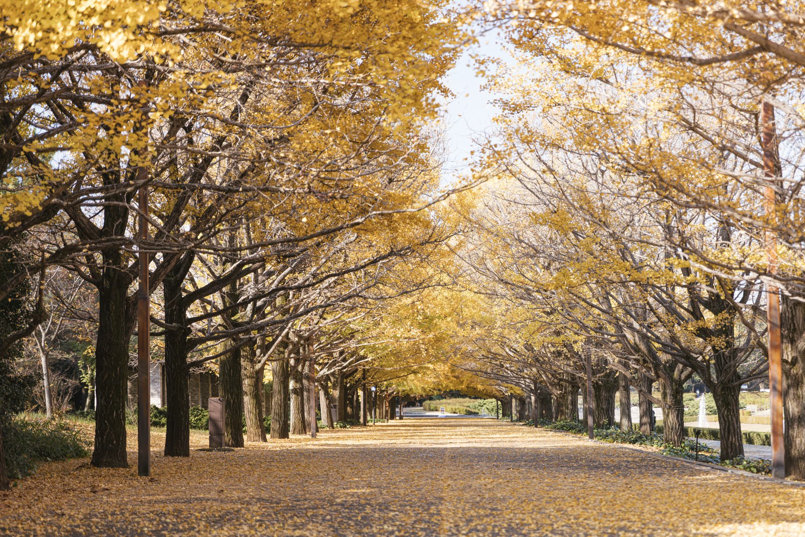 Hàng cây ngân hạnh lá vàng phủ kín lối đi trong công viên Shōwa Kinen, Tokyo